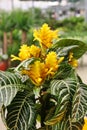 Zebra plant (Aphelandra squarrosa)