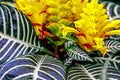 The Zebra Plant, Aphelandra squarrosa ornamental houseplant