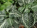 Zebra plant, Aphelandra squarrosa