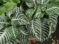 Zebra plant, Aphelandra squarrosa Royalty Free Stock Photo