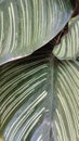 Zebra Plant leaves Royalty Free Stock Photo
