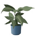 Zebra Plant with pot Royalty Free Stock Photo