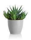 Zebra Plant succulent Royalty Free Stock Photo
