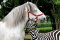 Zebra playing with the white horse. Portrait of the funny animals outdoor