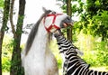 Portrait of zebra and horse outdoor Royalty Free Stock Photo