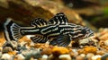 Zebra Pleco showcasing distinctive black and white striped pattern Royalty Free Stock Photo
