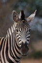 Zebra portrait Royalty Free Stock Photo