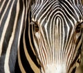 Zebra portrait Royalty Free Stock Photo