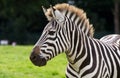 Zebra portrait Royalty Free Stock Photo