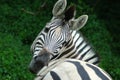 Zebra portrait