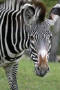 Zebra Portrait Royalty Free Stock Photo