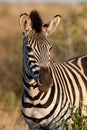 Zebra portrait