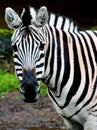 Zebra Portrait