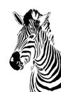 Zebra portrait Royalty Free Stock Photo