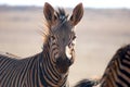 Zebra Portrait