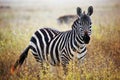 Zebra portrait on African savanna. Royalty Free Stock Photo