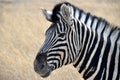 Zebra portrait Royalty Free Stock Photo