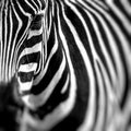 Zebra portrait on African savanna. Safari in Serengeti, Tanzania Royalty Free Stock Photo