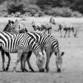Zebra portrait on African savanna. Safari in Serengeti, Tanzania Royalty Free Stock Photo