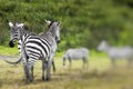 Zebra portrait on African savanna. Safari in Serengeti, Tanzania Royalty Free Stock Photo