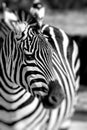 Zebra portrait on African savanna. Safari in Serengeti, Tanzania Royalty Free Stock Photo