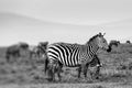 Zebra portrait on African savanna. Safari in Serengeti, Tanzania Royalty Free Stock Photo