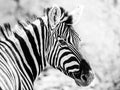Zebra portrait in african savanna Royalty Free Stock Photo
