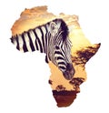 Zebra portrait on african sunset with acacia background. Map, continent of africa. Wildlife and wilderness Map of africa concept Royalty Free Stock Photo