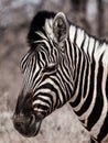 Zebra portrait in black and white