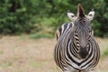 Zebra portrait closeup standing alone in the bushveld in Kruger National Park, South Africa with copy space Royalty Free Stock Photo