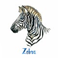 Zebra portrait, handpainted watercolor illustration isolated on white Royalty Free Stock Photo