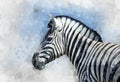 Zebra portrait, handpainted watercolor illustration. Wildlife art Royalty Free Stock Photo