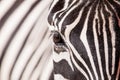 Zebra portrait