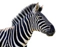 Zebra Portrait - Isolated Royalty Free Stock Photo