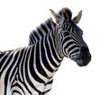 Zebra Portrait - Isolated