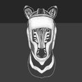 Zebra portrait. oxing helmet. Boxer. Head of wild animal.