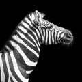 Zebra Portrait In Profile, Black And White