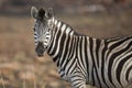 Zebra Portrait South Africa Royalty Free Stock Photo