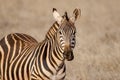 Amazing Zebra portrait. Tsavo west national park. Kenya. Africa Royalty Free Stock Photo