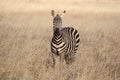 Amazing Zebra portrait. Tsavo west national park. Kenya. Africa Royalty Free Stock Photo