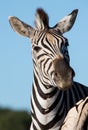 Zebra Portrait