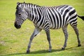 Zebra portrait on a wild savana park. Royalty Free Stock Photo