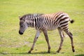 Zebra portrait on a wild savana park Royalty Free Stock Photo