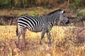 Zebra Royalty Free Stock Photo