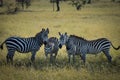 Zebra posse Royalty Free Stock Photo