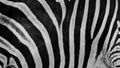 Zebra print, animal skin, tiger stripes, abstract pattern, line Royalty Free Stock Photo