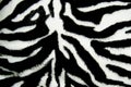 Zebra print pattern fur background wallpaper