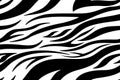 Zebra print. Stripes, animal skin, tiger stripes, abstract pattern, line background. Black and white vector monochrome seamles Royalty Free Stock Photo