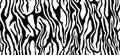 Zebra fur  - stripe skin, animal pattern. Repeating texture. Black and white seamless background. Vector Royalty Free Stock Photo