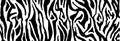 Zebra fur  - stripe skin, animal pattern. Repeating texture. Black and white seamless background. Vector Royalty Free Stock Photo